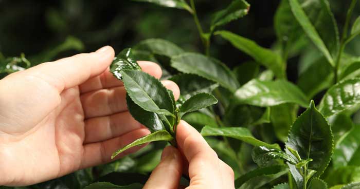 tea farmer picking the first young leaves of a tea plant