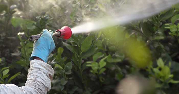 tea farmer spraying pesticides on tea plants