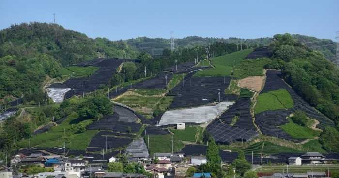 tea farms on the hills of Uji, Kyoto, Japan